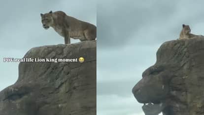 Viral Video Pakistani woman records real life Lion King moment as lioness recreates iconic scene