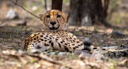 Cheetah from Kuno Reaches Ranthambore Alert Issued Over Possible Conflict in Zone-9