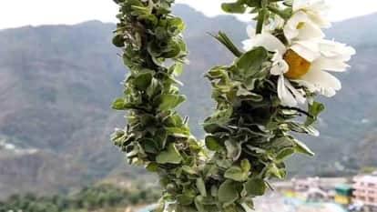 Commercial Cultivation of Badri Tulsi to Begin in Uttarakhand Preparing Nursery for the First Time