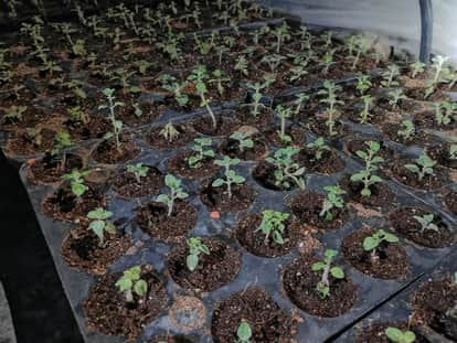 Commercial Cultivation of Badri Tulsi to Begin in Uttarakhand Preparing Nursery for the First Time