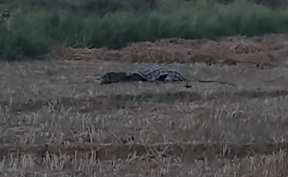 Elder Brother Shot Dead Over Crop Dispute Accused Beaten to Death