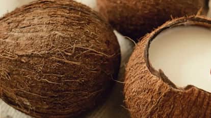 lamaholot tribe lewak tapo coconut ritual indonesia beliefs