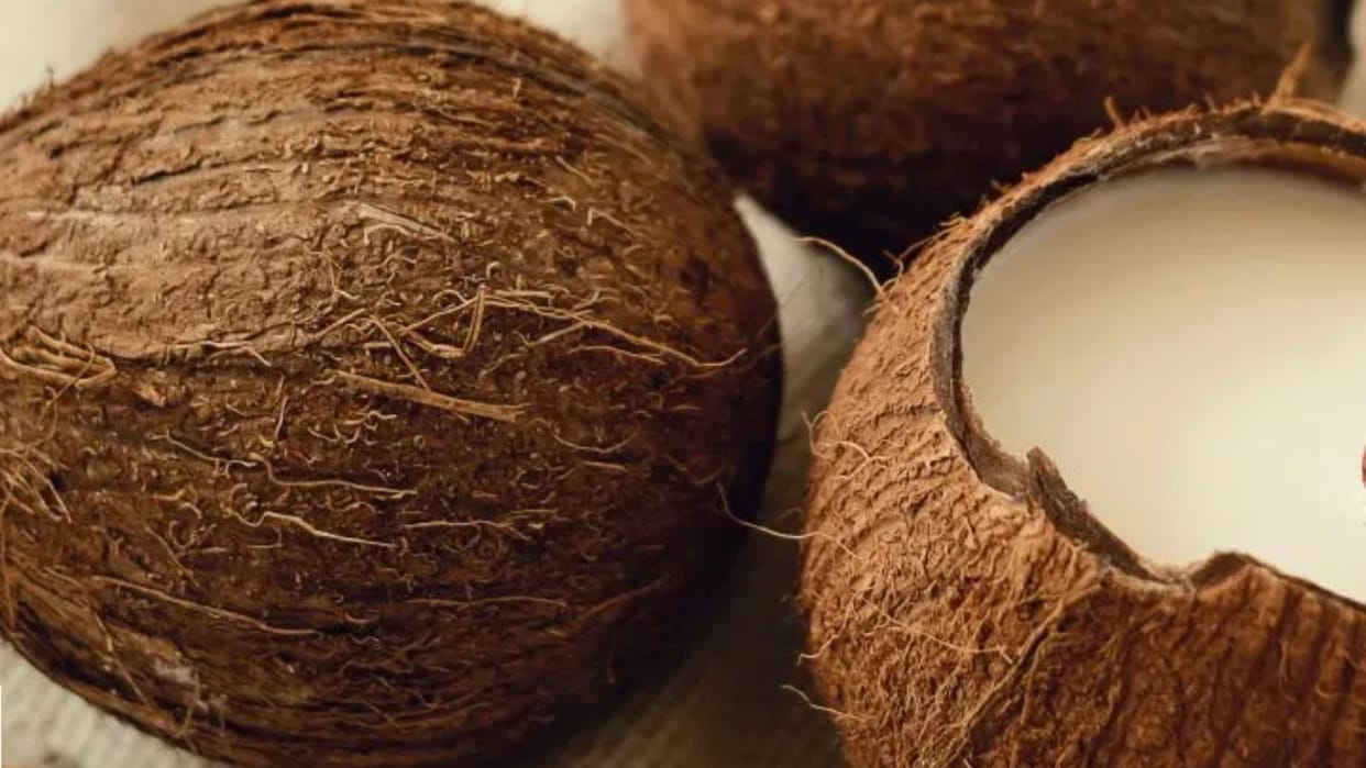 lamaholot tribe lewak tapo coconut ritual indonesia beliefs