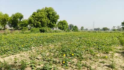 Rising Temperatures Above 35°C Threaten Vegetable Crops Farmers Face Yield Loss Risk