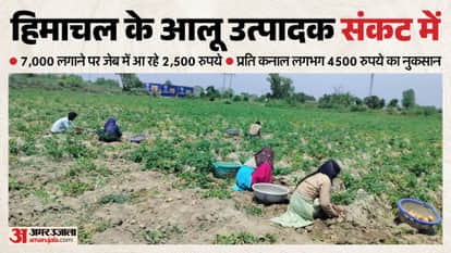 Himachal Potato Growers in Crisis Even Recovering Costs Has Become Difficult