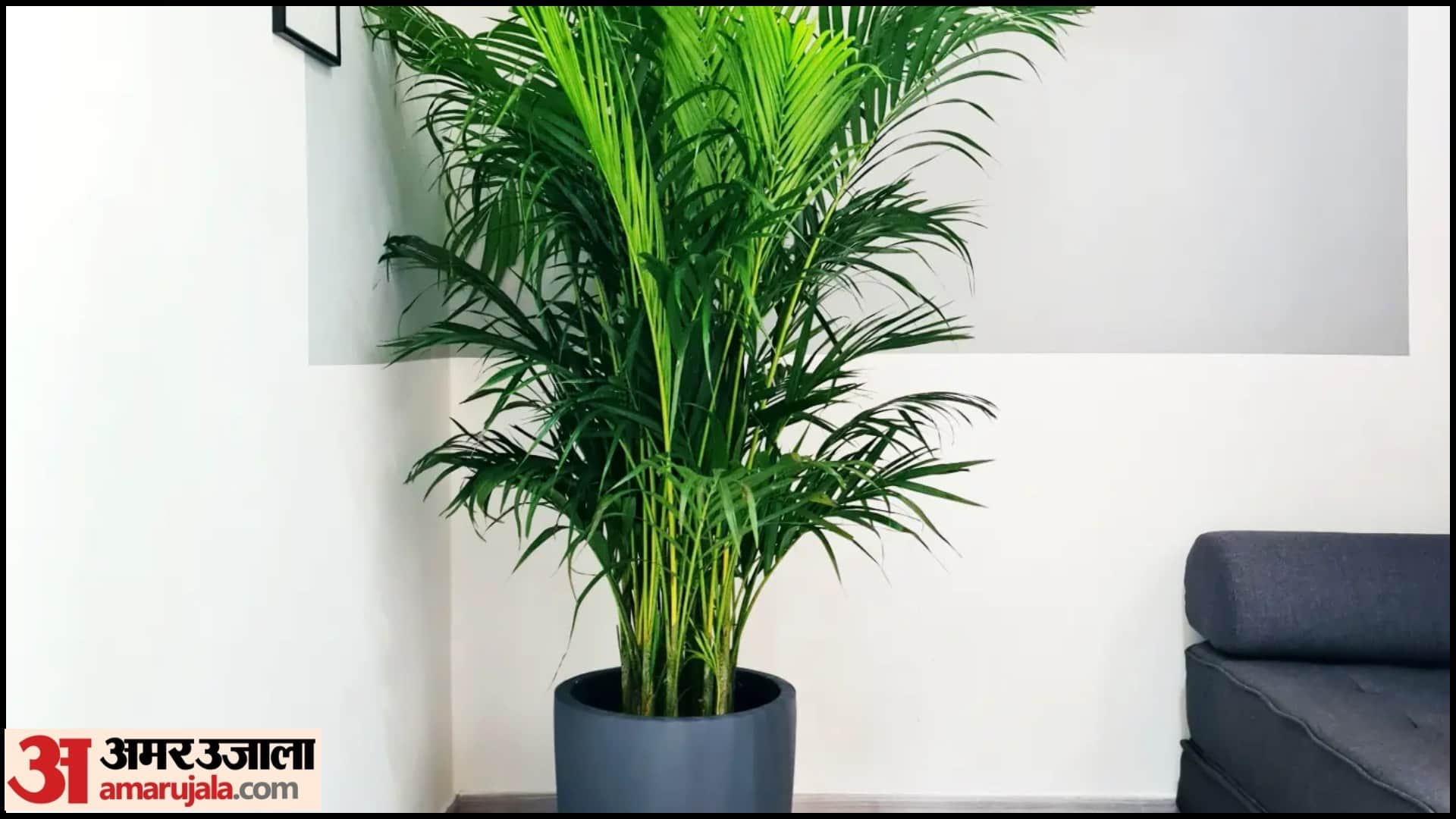 Earth Day 2026 Air Purifying Indoor Plants in Hindi Ghar Ki Hawa Saaf Karne Wale Paudhe