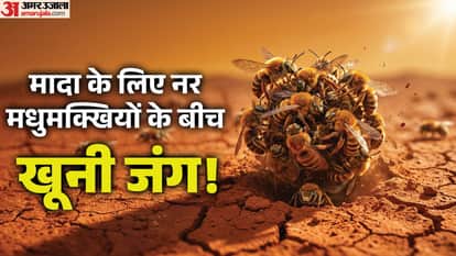 bloody fight for Honey bee female dozens males pounce on her watch viral video Strange News