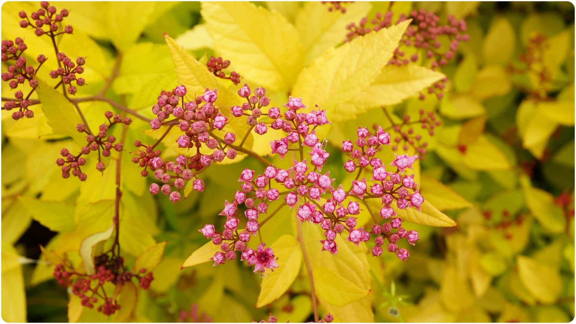 कंचनार गुग्गुलु का पौधा