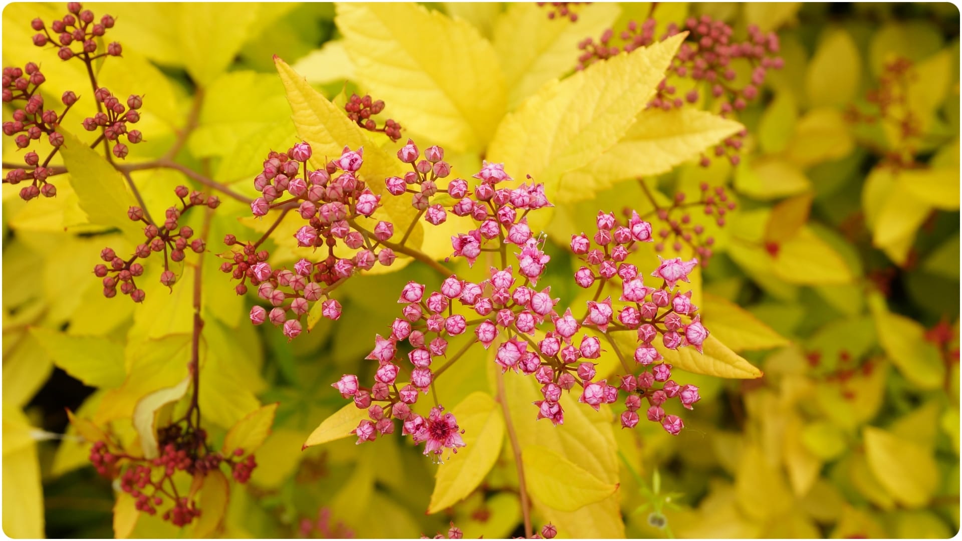 Kanchnar Guggulu health benefits in thyroid and hormone imbalance know in hindi