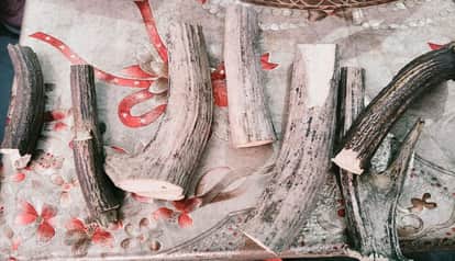 Fake Ayurvedic medicine factory busted in Dineshpur, accused operator detained