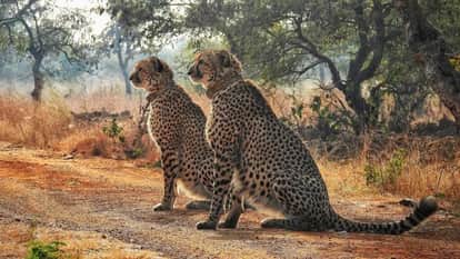 Major Success for Project Cheetah Prabhas and Pavak Complete 365 Days at Gandhi Sagar News in hindi