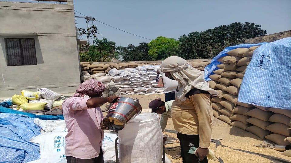 Wheat procurement started at Purdilnagar purchasing center