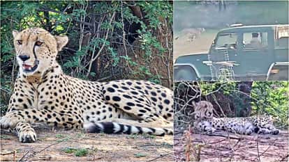 Sawai Madhopur News: Cheetah KP2 Reaches Residential Area; Panic Grips Shyam Vatika-Jinapur Region