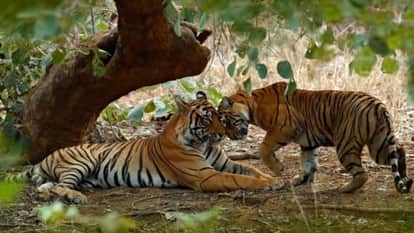 Sawai Madhopur News: Tiger RBT-2407 Pairs with Tigress RBT-2510, Hopes Rise for New Cubs