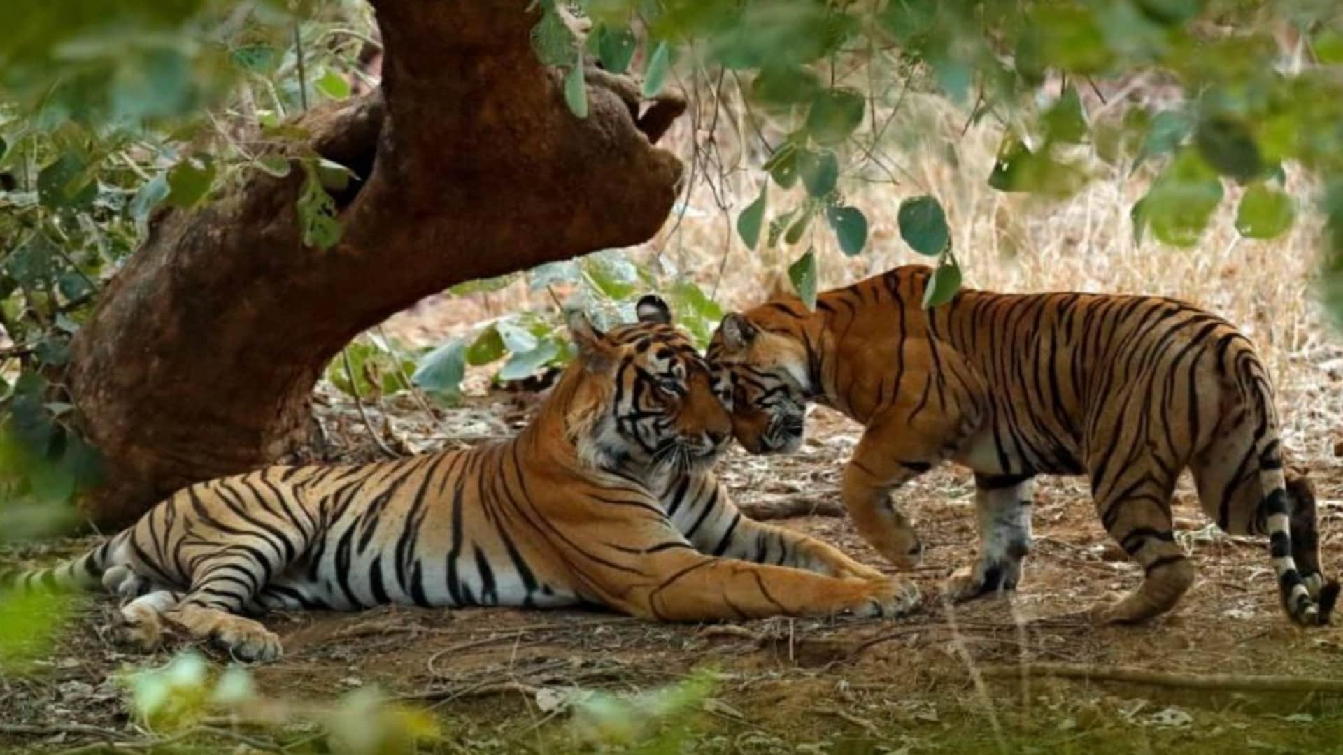 रणथंभौर में बना नया जोड़ा, नए मेहमान के आने के संकेत