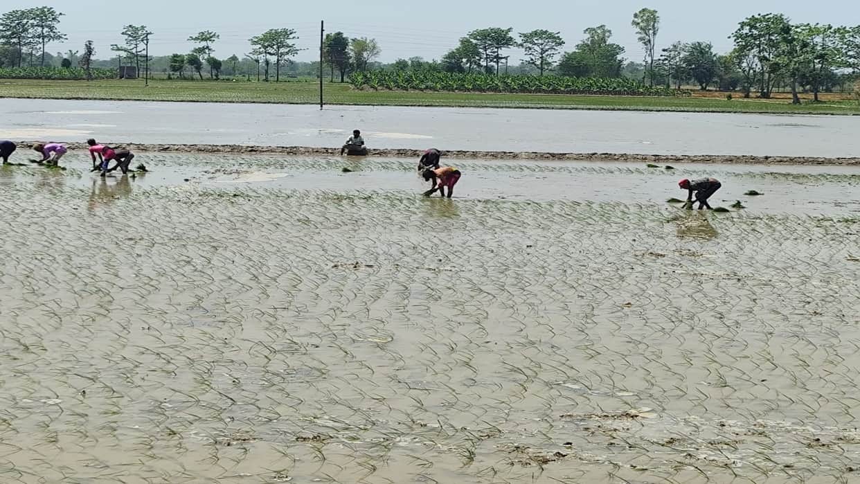 Farmers in Punjab worried 59.42% rainfall deficit in June paddy yield power crisis compounds trouble