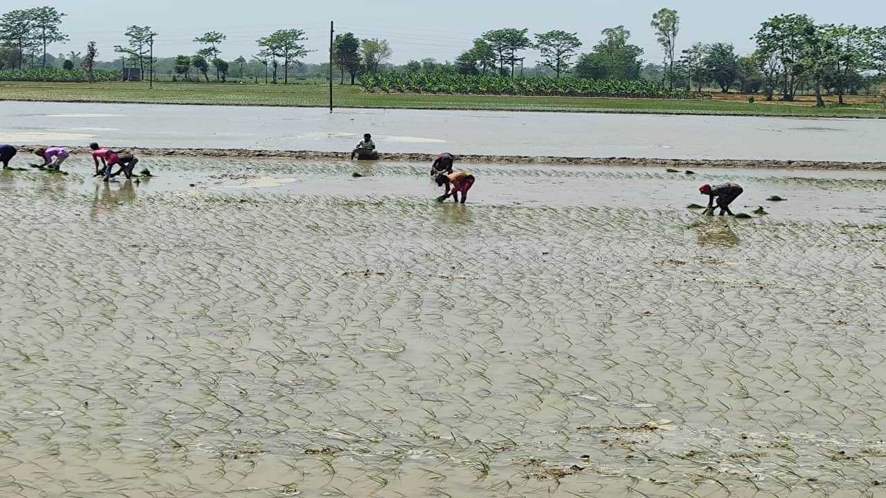 धान की रोपाई करते मजदूर