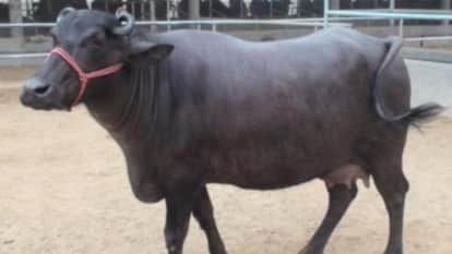 hamirpur police recovers stolen buffalo from saharanpur up