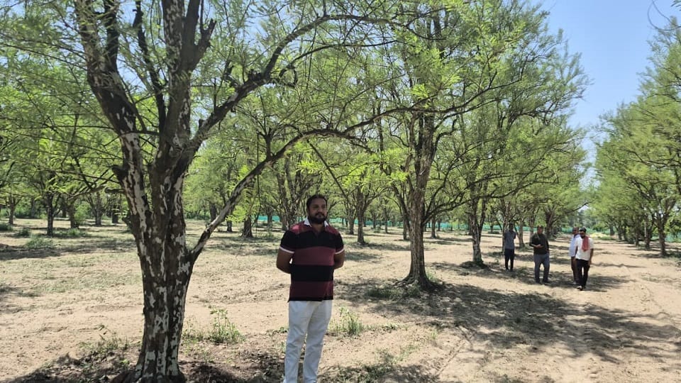 UP Farmer’s Success Story: Earns 15–17 Lakh Annually with 12-Acre Multi-Layer Farming