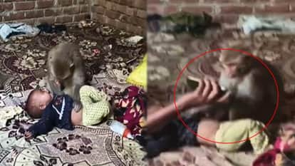 Muzaffarnagar: Monkey Holds Newborn Hostage in Muzaffarnagar, Baby Rescued After One Hour Using Mobile Phone