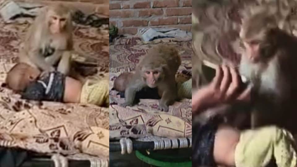 बंदरिया के कब्जे में बच्ची।