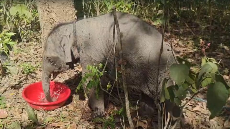 Lachhiwala Forest Range Wandering Elephant Calf Separated from Herd  Forest Personnel  Rescue