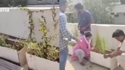 Hyderabad Ganja Addict Engineer Start Growing Cannabis Plant At Home Police Arrested