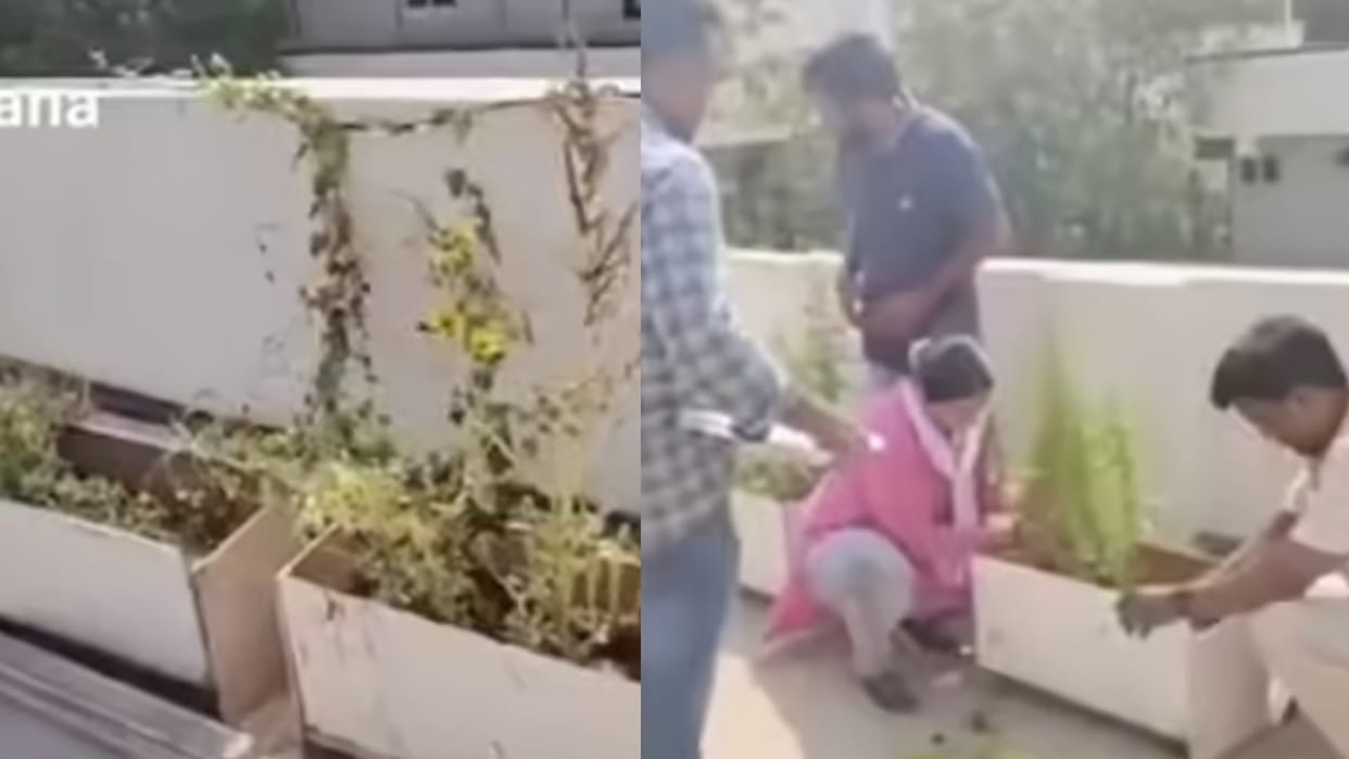 Hyderabad Ganja Addict Engineer Start Growing Cannabis Plant At Home Police Arrested