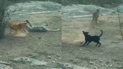 Leopard Attacks Dogs On Barking Dogesh Bhai Shows Unity To Save His Companion