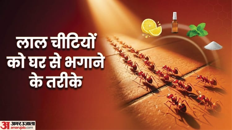 लाल चीटियों को बिना मारे कैसे भगाएं? यहां जानें तरीके