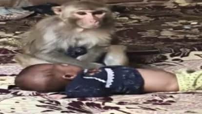 monkey love 3 month baby like his own children unique caring emotional video goes viral on internet up news