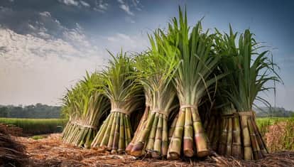 Government overhauls six-decade-old sugarcane law seeks comments on draft by May 20 News In Hindi