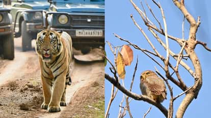 Tadoba Andhari Tiger Reserve, an example of coexistence