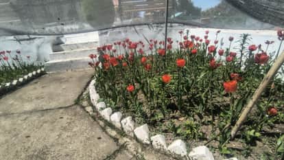 Eight thousand tulips of eight varieties filled the President's residence with fragrance.