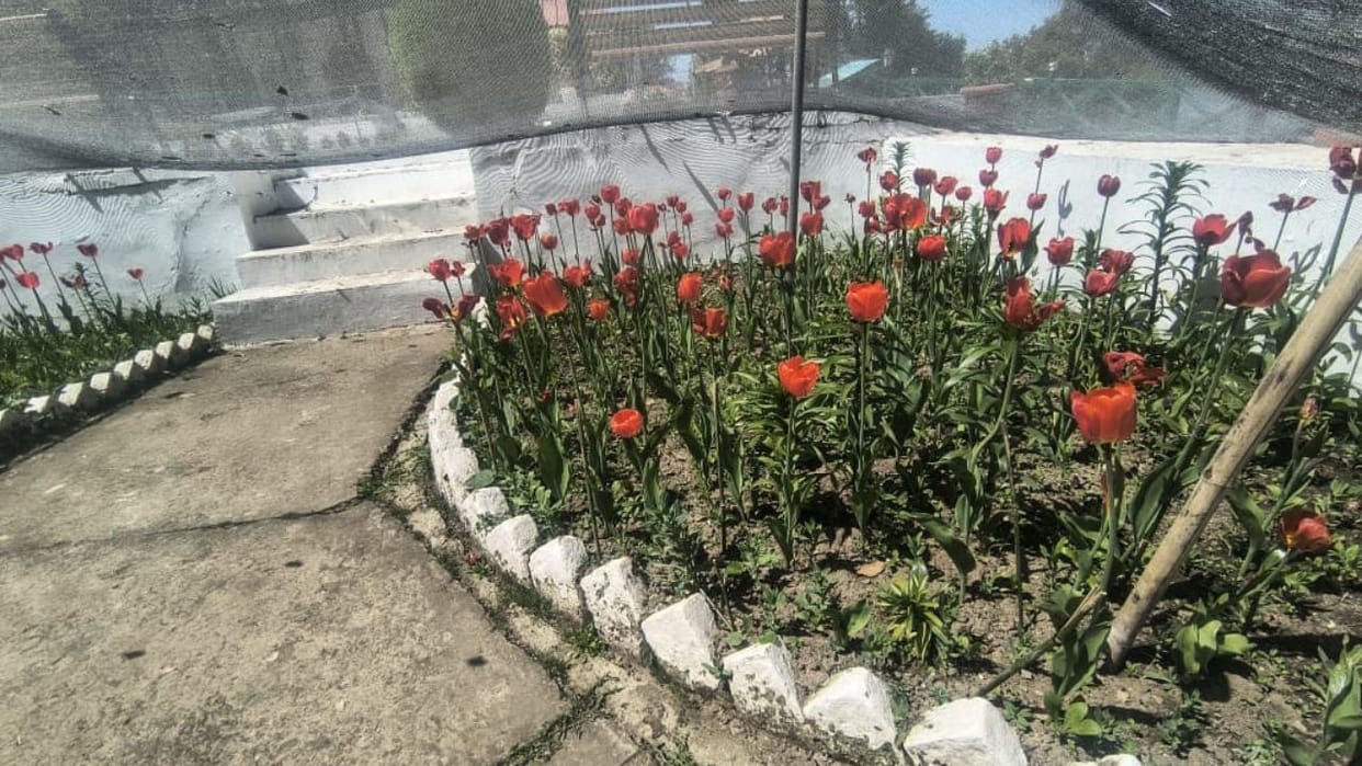 Eight thousand tulips of eight varieties filled the President's residence with fragrance.