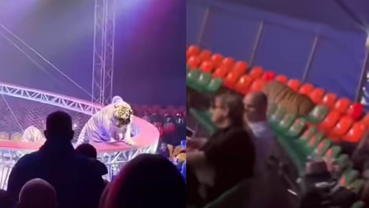 Tiger Jumped Into The Seating Area Of Dovgaluk Circus In Russia Viral Video