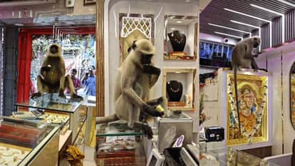 Jewellery Shop mai ghusa bandar monkey enters jewellery shop then what happened Video Viral