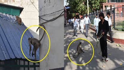 Golu Langoor as guard in DS Degree college