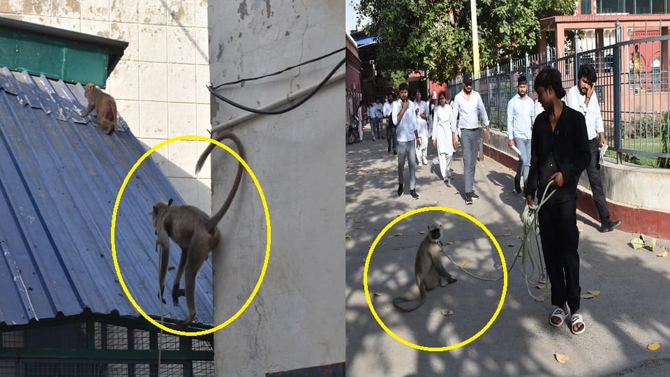 Golu Langoor as guard in DS Degree college