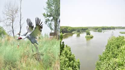 Birds from China-Siberia and Moscow in Ramsar Site Shekha Jheel Aligarh