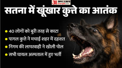 Dog That Injured 40 People in Satna on the Run; Municipal Administration Appears to Have Failed to Capture It.