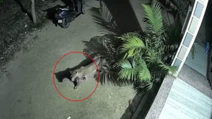 Pali News: Leopard Terror in Desuri, Seen Roaming in Ex-Sarpanch’s Courtyard; Captured on CCTV