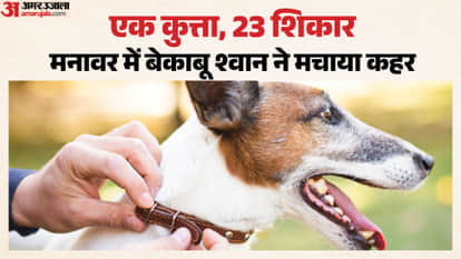 Dog Terror23 people and 3 cattle attacked in three hours