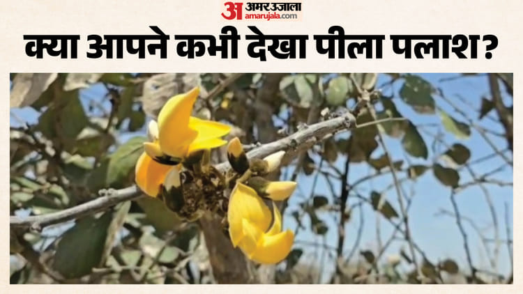 Rajasthan: राजस्थान के इस जंगल वर्षों में एक बार दिखता है ऐसा नजारा, जहां सब था केसरिया, वहां दिखे पीले पलाश