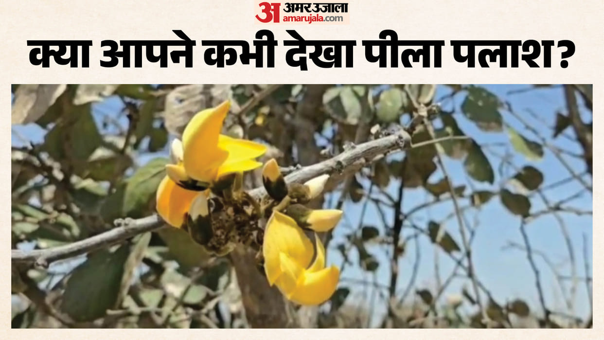 Two rare yellow Palash trees found in Baunli area, department will protect them