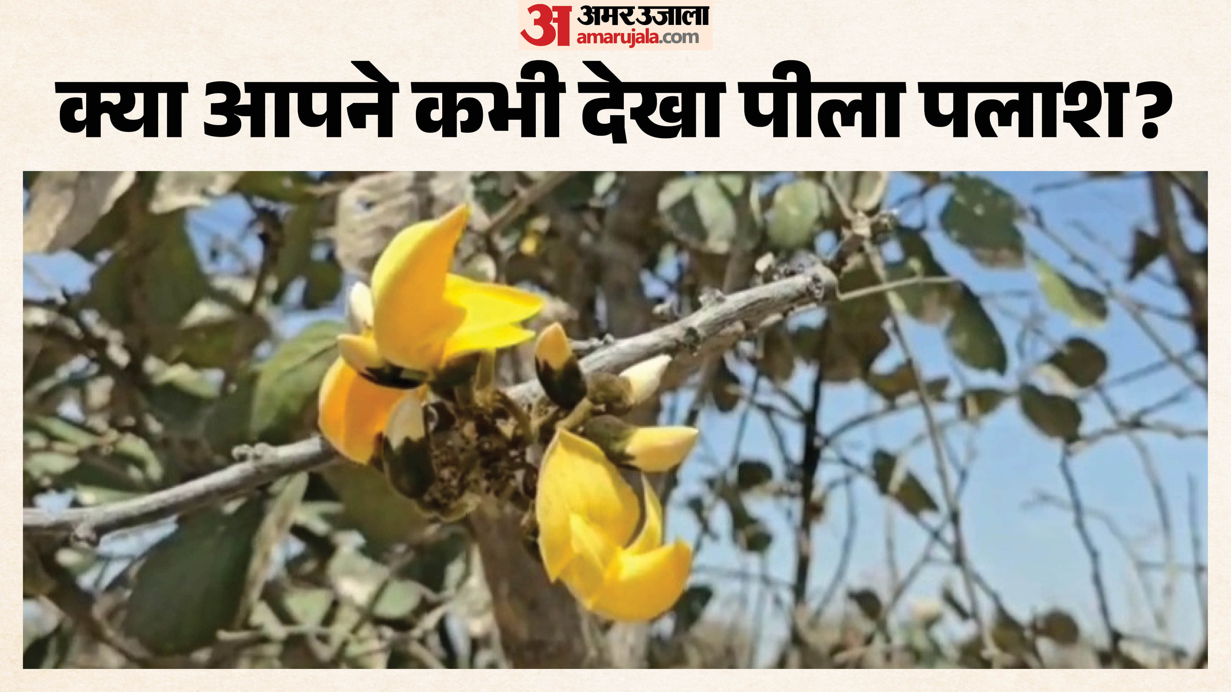 सवाई माधोपुर में मिला बेहद रेयर येलो पलाश