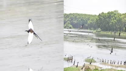 Birds from China-Siberia and Moscow in Ramsar Site Shekha Jheel Aligarh