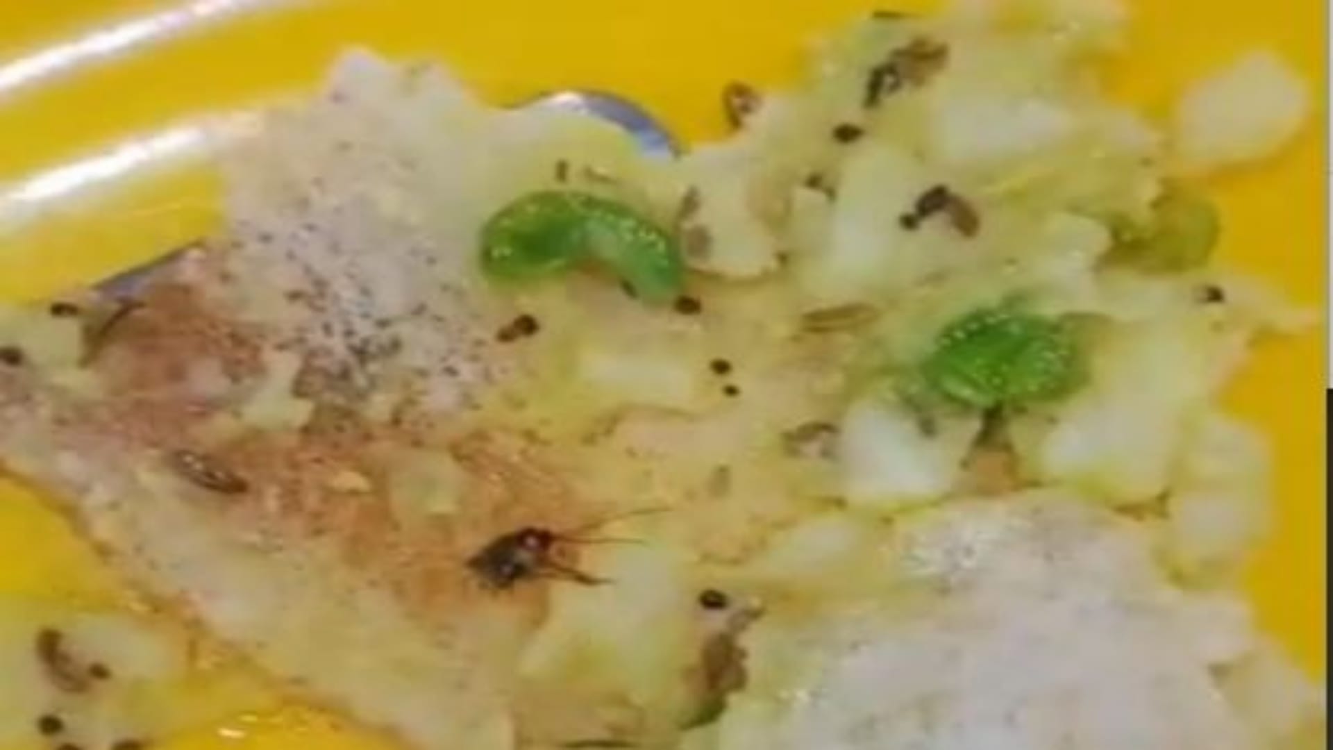 फेमस रेस्टोरेंट के डोसे में निकला कॉकरोच