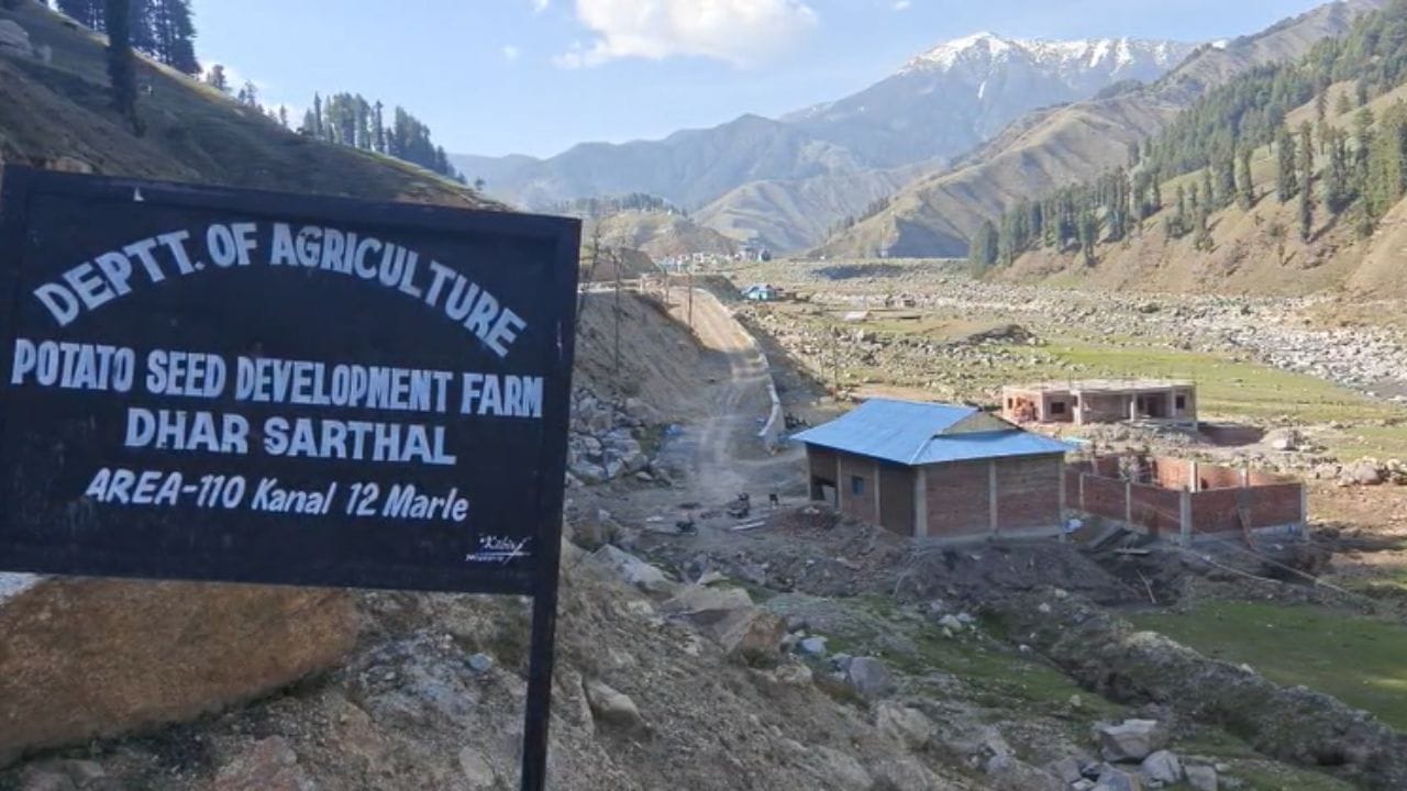 सरथल में चल रहा आलू बीज फार्म का काम।
