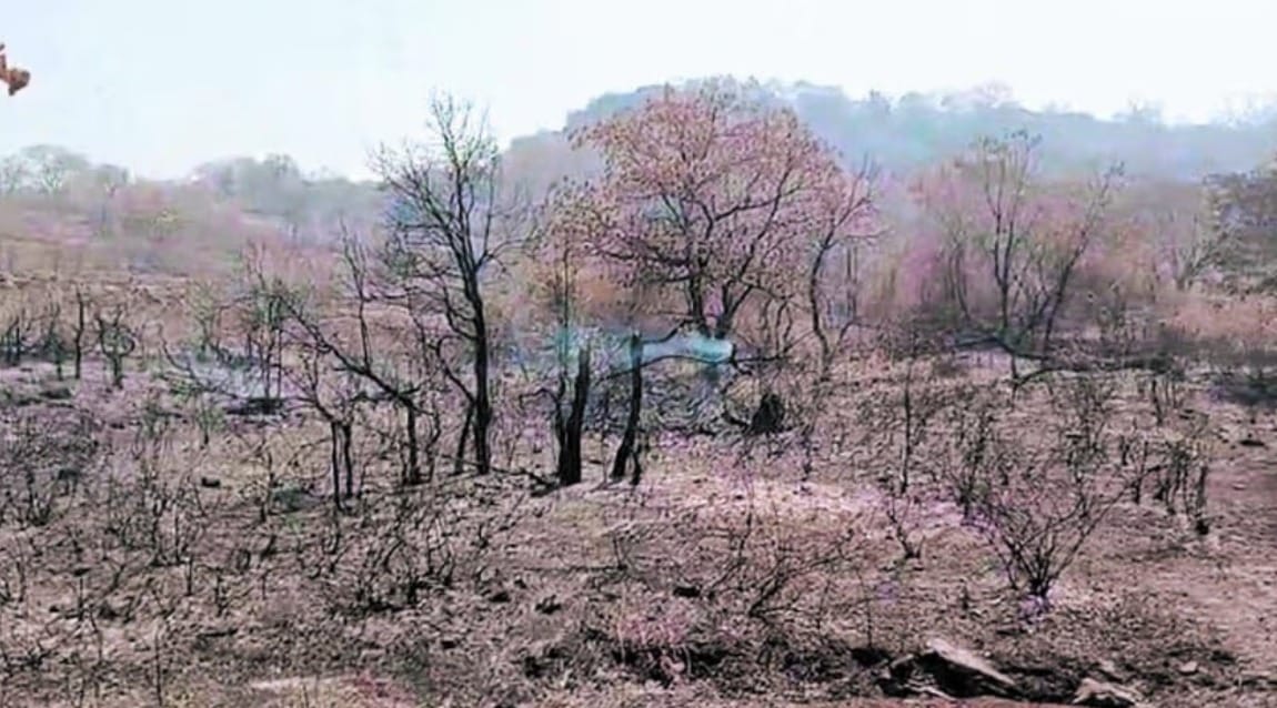 The fire spread from the Chhuhiya Valley to the Vindhya Mountains, the forest has been burning for a week.